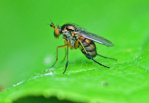 Réf. 359 183 : Dolichopus plumipes